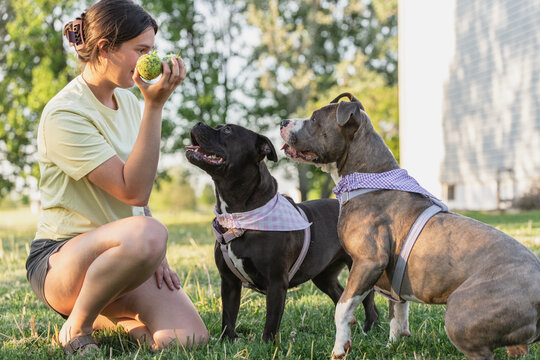 A dog mom playing fetch with her two adopted pitbull dogs in the spring. 