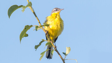 blue tit on branch © lazalnik