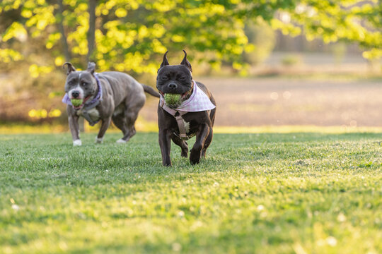 A cute adopted pitbull obsessed with playing fetch with a tennis ball.