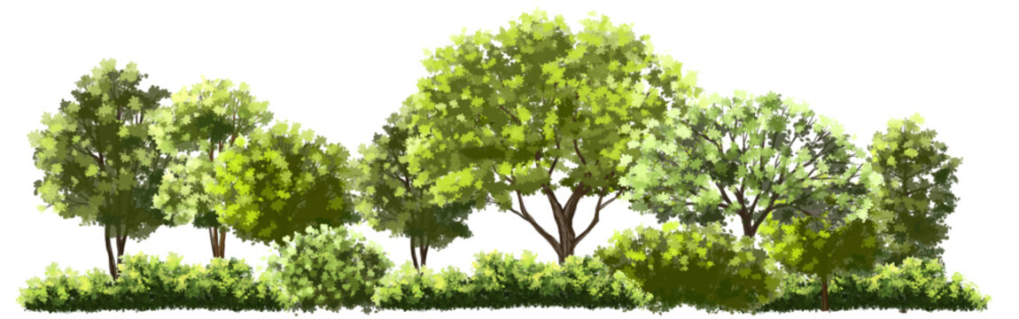 Vector watercolor green tree or forest side view isolated on white background for landscape and architecture drawing,elements for environment or garden,botanical element for exterior section in spring