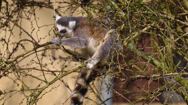 close up Ring-tailed or ringtail lemur catta or Katta sitting and eating leaves from a tree on a sunny summer day