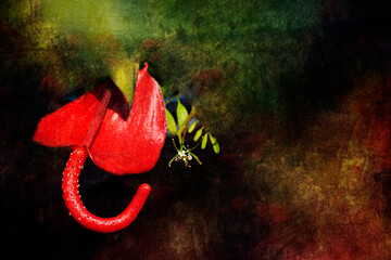 Red Anthurium Bloom Against Dark Artistic Backdrop © SULTAN