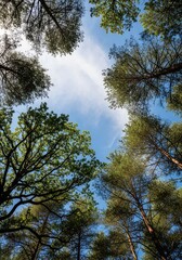 Fototapeta premium Looking up through a dense canopy of ancient oak and pine trees toward a bright blue sky filled with soft white clouds on a sunny day, trunk, ecology, perspective