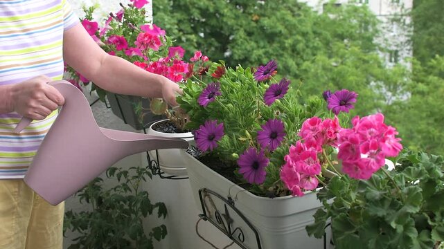 A woman waters pots filled with colorful flowers on her balcony. The bright petunias, geraniums, and African daisies thrive in the July sun. She enjoys time with her plants