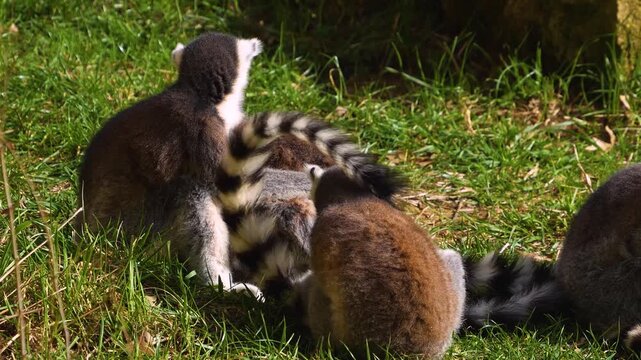 close up Ring-tailed or ringtail lemur catta or Katta with babies resting on a meadow on a sunny summer day