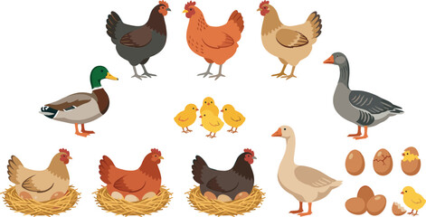 Farm poultry birds vector set with hens sitting on nests chickens duck goose chicks and fresh eggs for agriculture design elements © Rumi