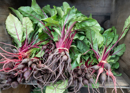 Beets with their leafy green tops bound together and piled up at a farmers market in Coventry, Connecticut