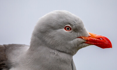 Close-up profile portrait of a Dolphin Gull (Leucophaeus scoresbii) with a bright red beak, isolated against a neutral sky in Patagonia. © Geraldine