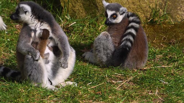 close up Ring-tailed or ringtail lemur catta or Katta with babies resting on a meadow on a sunny summer day