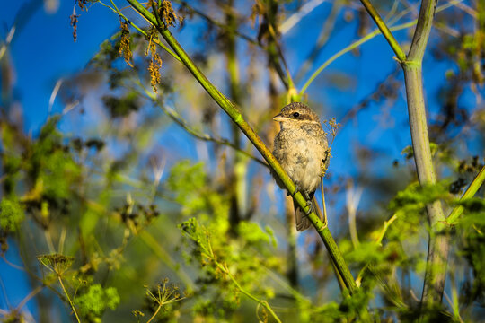 Young red backed shrike perched on a plant stem in sunny nature