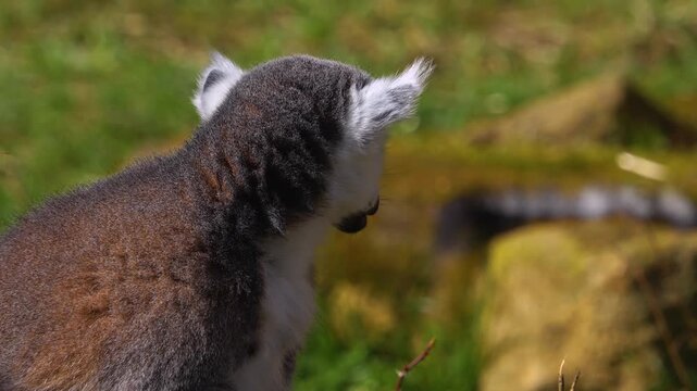 close up Ring-tailed or ringtail lemur catta or Katta sitting and eating veggies on a sunny summer day