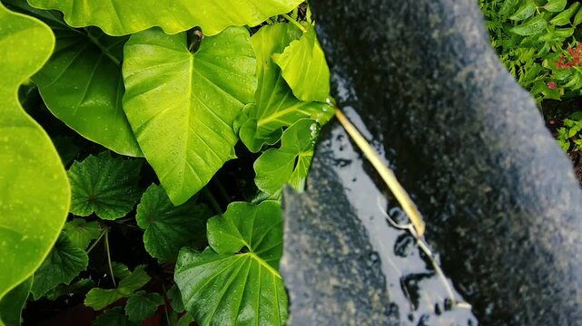 A high angle view of rainwater flowing down a black corrugated roof next to lush green elephant ear leaves