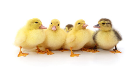 Naklejka premium Five small ducklings isolated on a white background.