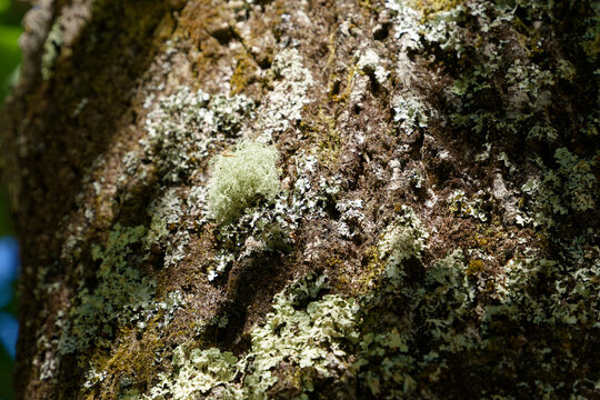 Tree bark texture with moss and lichen growing