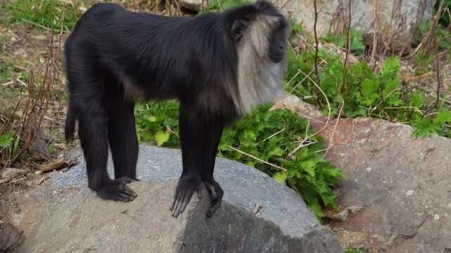  Close up of a bearded monkey or lion-tailed macaque moving around a meadow ona sunny spring day 