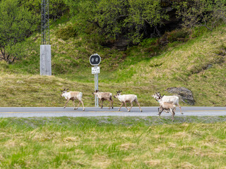 Norwegian Reindeer Crossing Road Near Norway's Coastal Landscape © Fabio