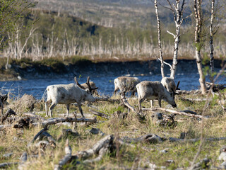 Reindeer Grazing by a River in Norway © Fabio