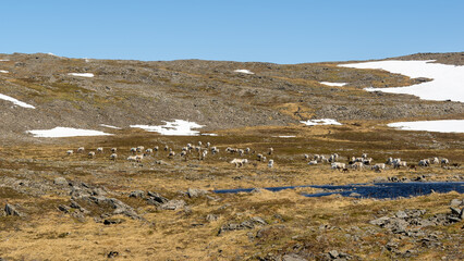 Norwegian Sheep Herd Grazing in Arctic Tundra © Fabio