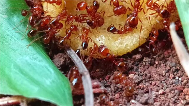 Close-up footage of red ants gathering and feeding on a cake, highlighting coordinated movement, natural foraging behavior, teamwork, and the intricate world of tiny insects in an outdoor setting