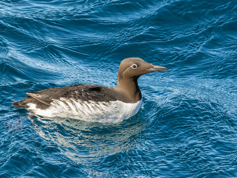 Norwegian Seabird Swimming in Blue Waters