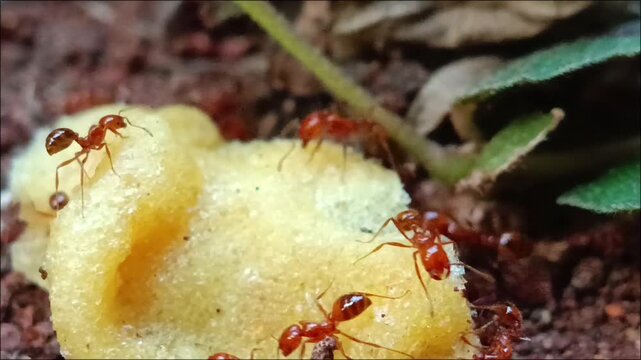 Close-up footage of red ants gathering and feeding on a cake, highlighting coordinated movement, natural foraging behavior, teamwork, and the intricate world of tiny insects in an outdoor setting