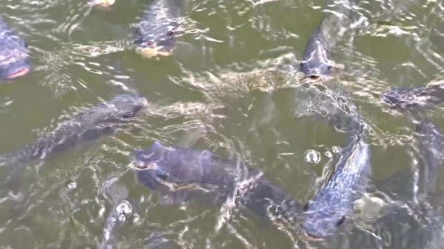 A close-up of freshwater tilapia swimming near the surface of a pond. The fish approach the camera and wait to be fed. Conceptual concepts for fish farming, aquaculture, natural resources.