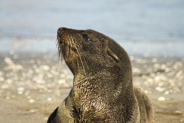 Sea lion looking up profile portrait on beach © Mia