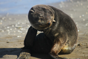 Sea lion scratching head with flipper close up  © Mia