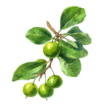 Ziziphus, watercolor clipart isolated on white background
