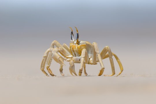Shallow focus of a Tufted ghost crab (Ocypode cursor) on a sandy beach - Boa Vista, Cape Verde.