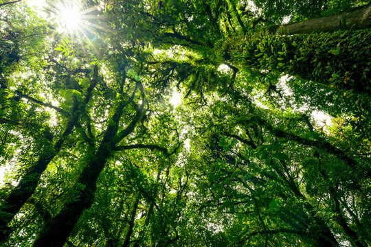 Green tree forest with sunlight through green leaves. Natural carbon capture and carbon credit concept. Sustainable forest management. Trees absorb carbon dioxide. Natural carbon sink. Environment day
