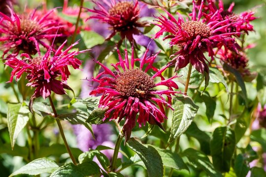 Monarda didyma - Scarlet bee balm or sweet bergamot producing two-lipped tubular flowers in globular heads on reddish bracts atop square stems with ovate-lanceolate green leaves with serrate margins