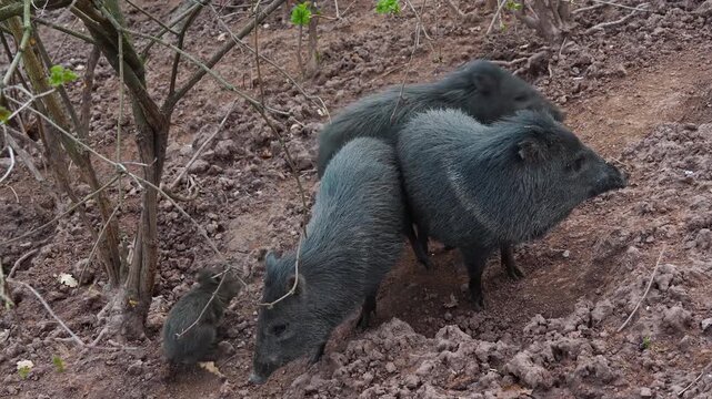 Close up of a black peccary pig family moving around mud on a sunny summer day searching and looking around