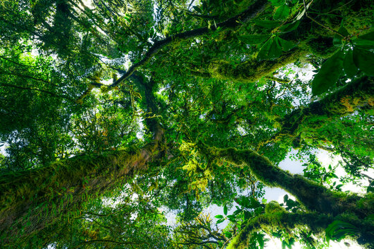 Looking up view of tree trunk to green leaves of tree in forest with sun light. Fresh environment in green woods. Forest tree on sunny day. Natural carbon capture. Sustainable conservation and ecology