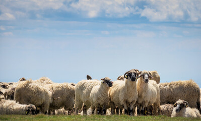 Fototapeta premium Flock of sheep in the mountains. Sheep farm - sheep farming - concept.