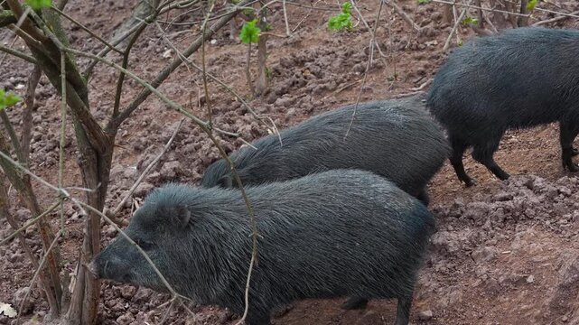 Close up of a black peccary pig family moving around mud on a sunny summer day searching and looking around