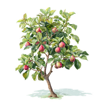 Detailed watercolor painting of Guava Tree, isolated on white background
