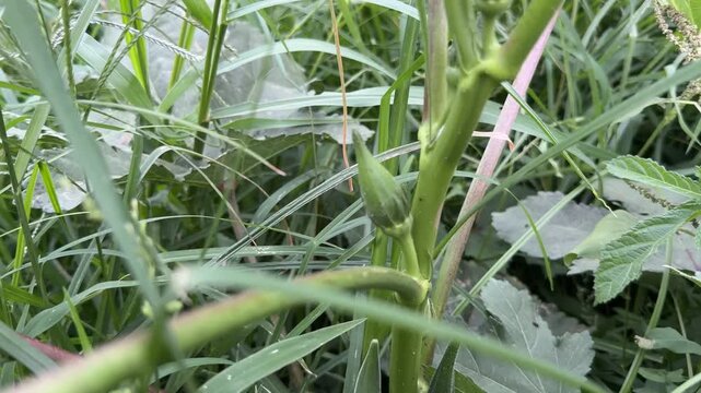 Okra, called Bhindi or Lady Finger in Pakistan, shown fresh and whole.