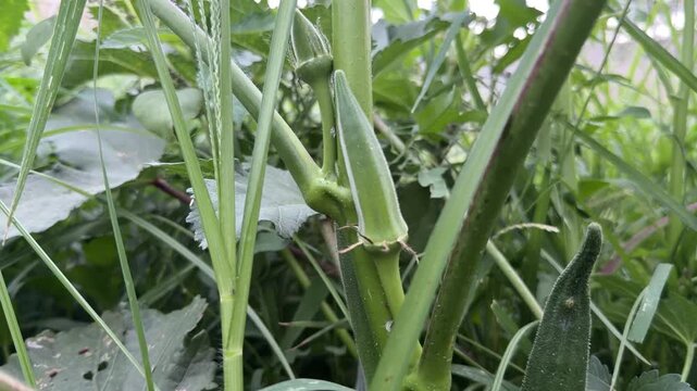 Okra, called Bhindi or Lady Finger in Pakistan, shown fresh and whole.