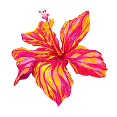 Watercolor red Hawaiian hibiscus flower isolated on white. Natural hand drawn illustration © AineGing