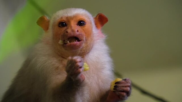 Close up of a white pigmy marmoset  monkey head watching and eating fruit while resting on a tree branch