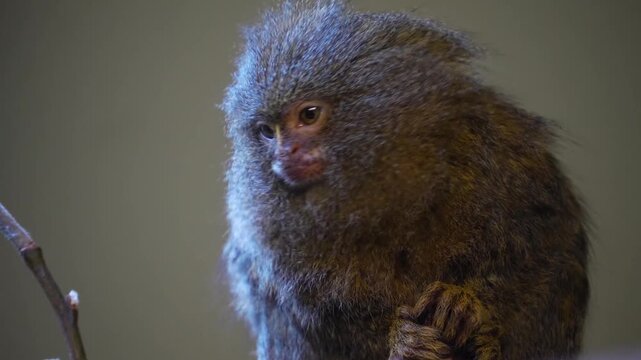 Close up of a pigmy marmoset  monkey head watching and turning his head while resting on a tree branch