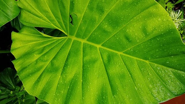 Close up of a large green elephant ear leaf covered in fresh water droplets
