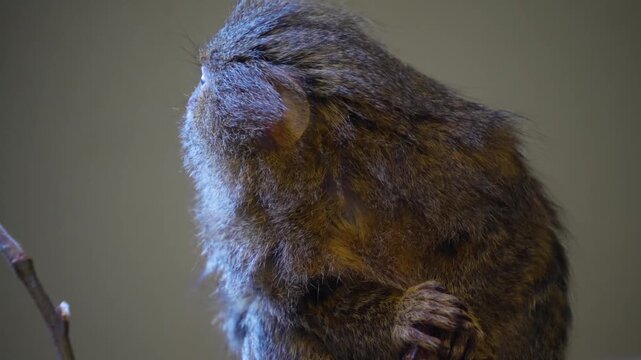 Close up of a pigmy marmoset  monkey head watching and turning his head while resting on a tree branch
