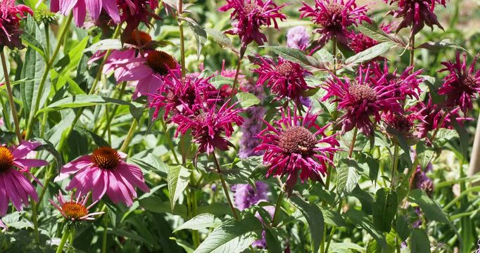 (Monarda didyma) Scarlet bee balm or sweet bergamot with lipped tubular flowers around  globular heads and reddish bracts atop square stems with ovate-lanceolate green leaves 
