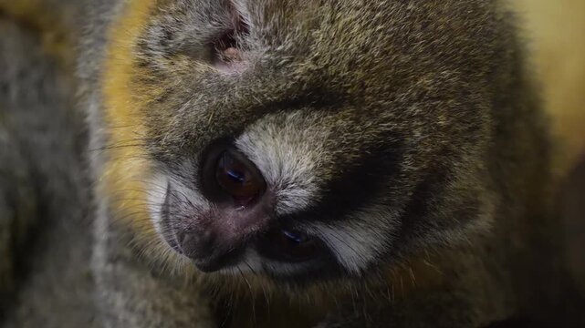 Very close up of a head of a slow loris monkey watching and turning sitting on a tree branch.
