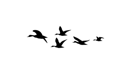 Obraz premium A flock of duck birds flying in the sky vector.