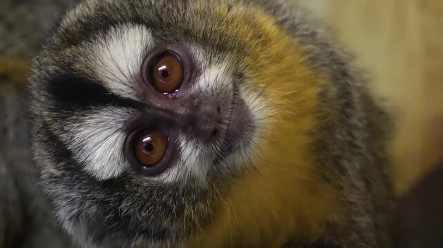 Very close up of a head of a slow loris monkey watching and turning sitting on a tree branch.

