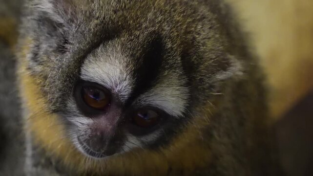 Very close up of a head of a slow loris monkey watching and turning sitting on a tree branch.
