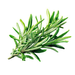 Fototapeta premium Hand-painted watercolor artwork of Rosemary, isolated on white background
